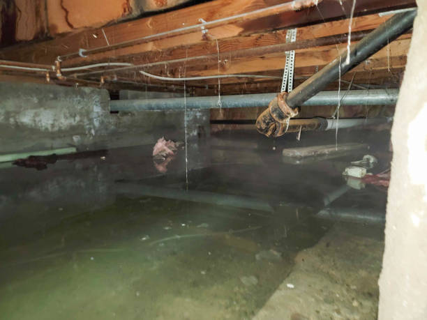 Best Local water damage restoration  in Mikes, TX