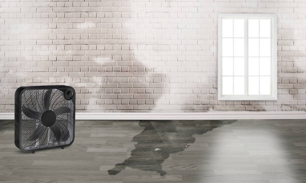 Best Mold removal after water damage  in Mikes, TX